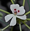 Pelargonium echinatum DSC 0128