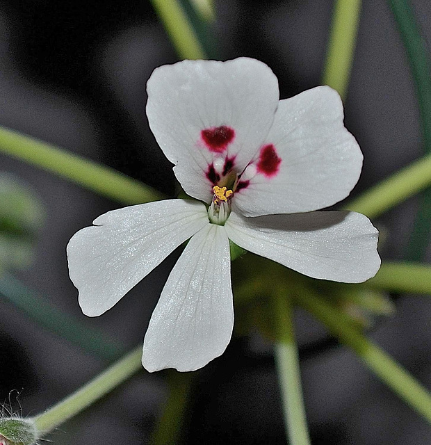 Pelargonium echinatum DSC 0128