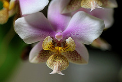 Phalaenopsis Philadelphia