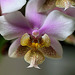 Phalaenopsis Philadelphia