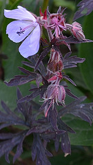 Geranium pratense 'hocus pocus' DSC 0023