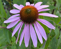 Echinacea purpurea DSC 0027