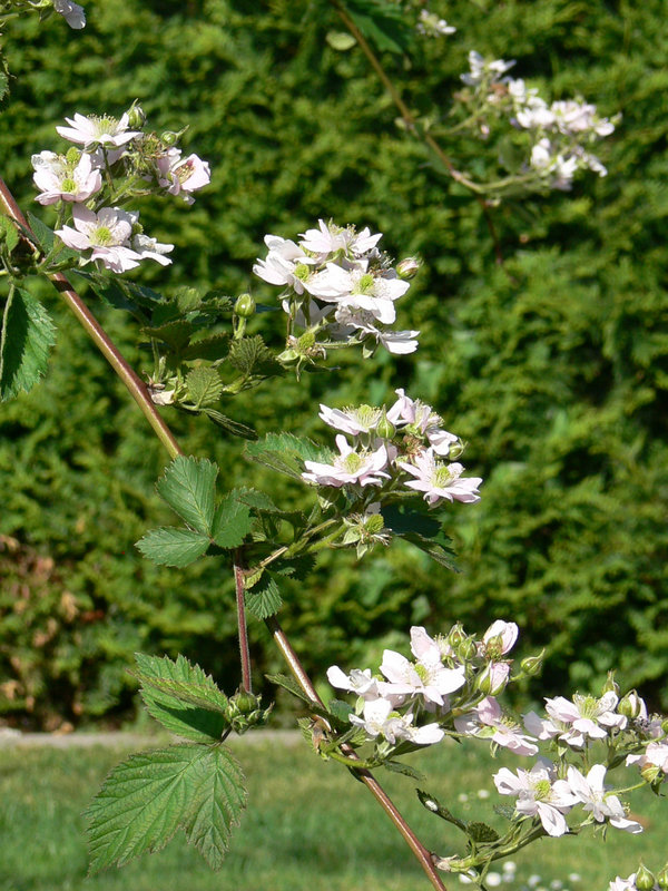 blühender Brombeerzweig