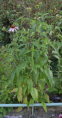 Echinacea purpureaDSC 0028