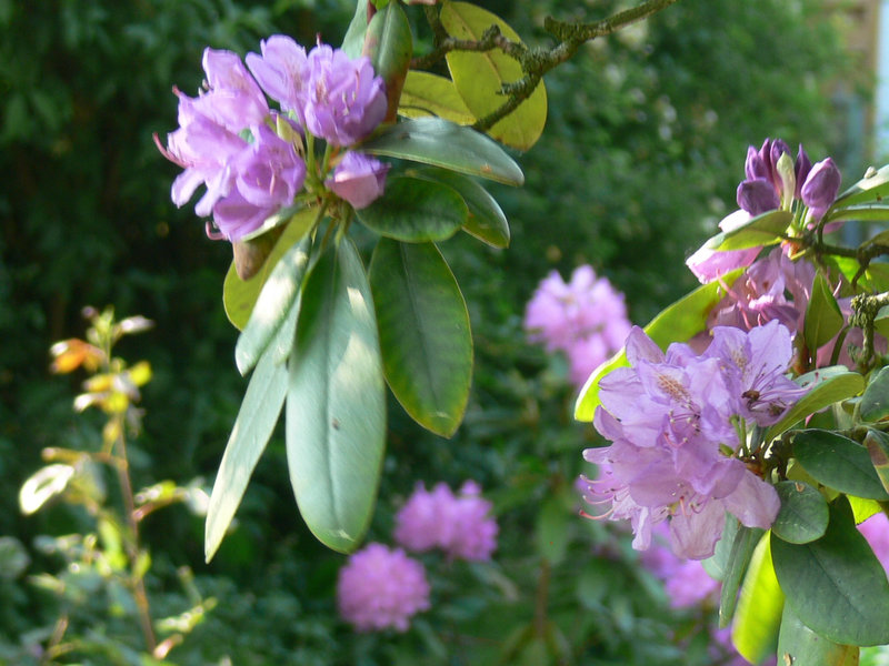 Rhododendronblüten