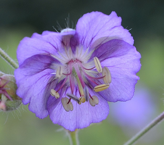Geranium phaeum 'lavender pinwheel' DSC 0035