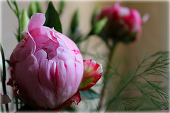 PIVOINE DU JARDIN **** PIVOINE DU JARDIN ****