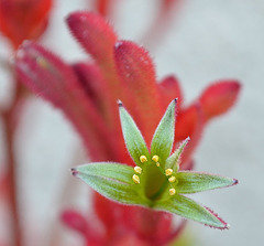 Anigozanthos DSC 0047