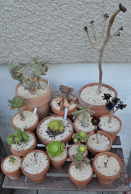 Aeonium DSC 0058
