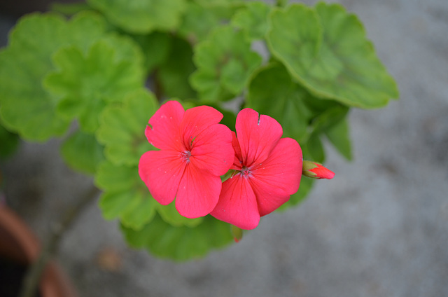 Pelargonium DSC 0062