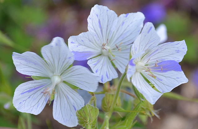 Geranium pratense 'splish splash' DSC 0072