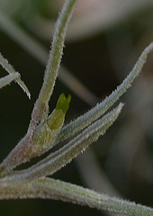 Tillandsia usneoides DSC 0083