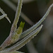 Tillandsia usneoides DSC 0083