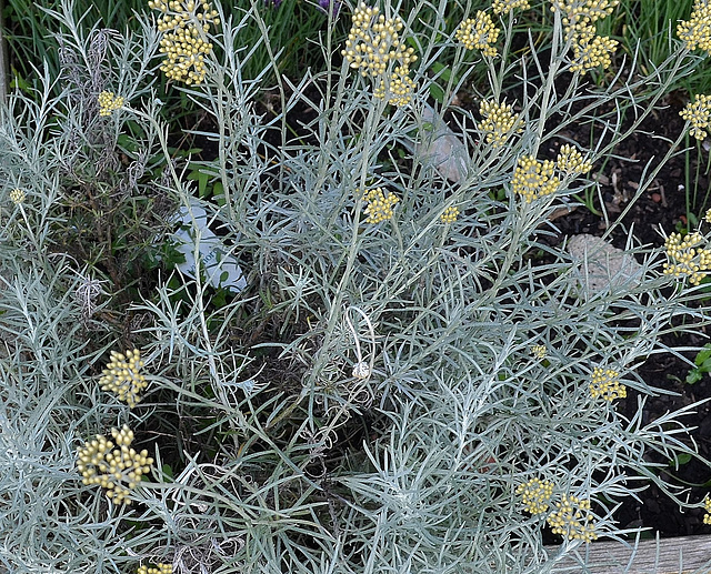 Helichrysum italicum DSC 0089