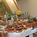 Hivernage succulentes