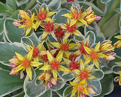 Sedum kamtschaticum DSC 0092