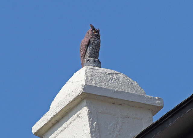 Guard Owl