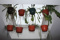 Epiphytes en hivernage Epiphytes en hivernage