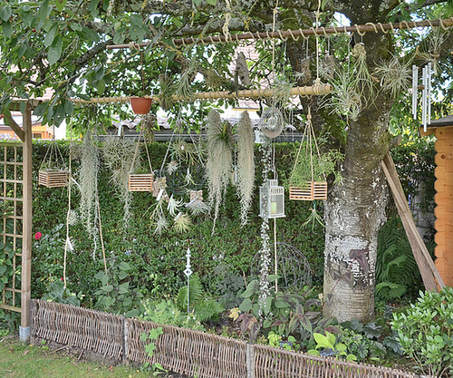 Support tillandsia 0114