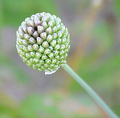 allium sphaerocephalon DSC 0128