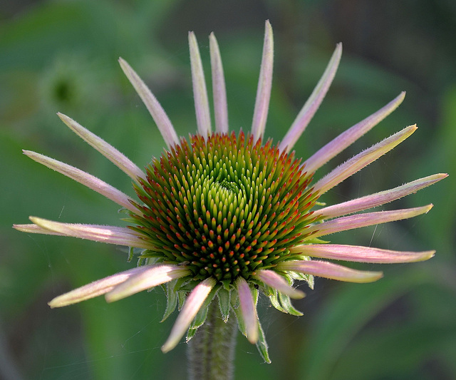 Echinacea purpurea DSC 0132