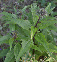 Echinacea purpurea 'fatal attraction' DSC 0135