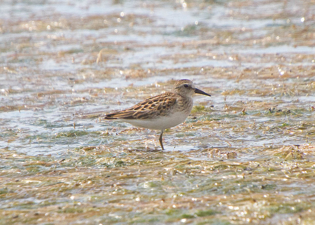 Baird's Sandpiper