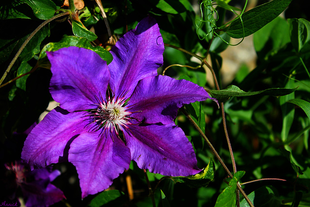 CLEMATITE ***