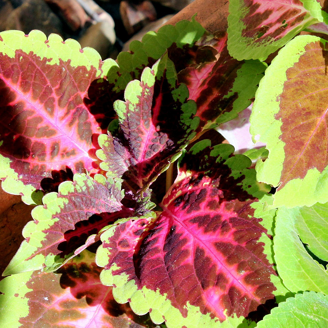 Pink Foliage