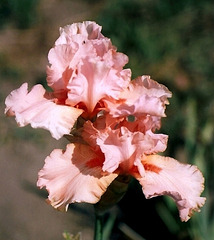 Iris Buisson de Rose