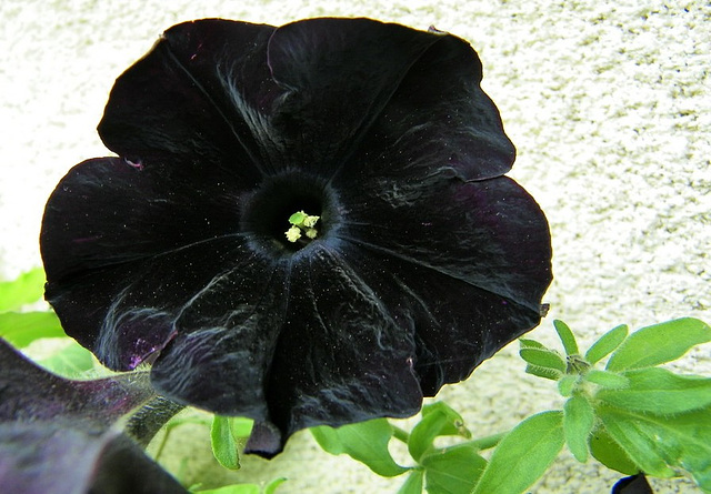 Elle est ...noire ! pétunia black velvet