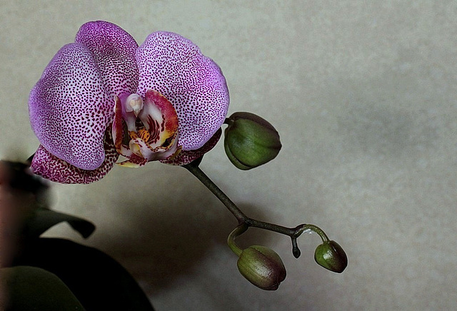 Phalaenopsis hybride