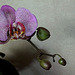 Phalaenopsis hybride