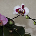 Phalaenopsis hybride ' Elegant Select'