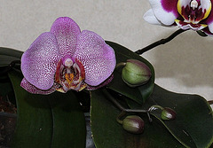 Phalaenopsis hybride