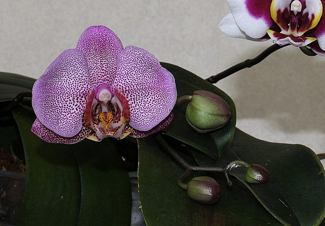 Phalaenopsis hybride