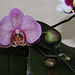 Phalaenopsis hybride