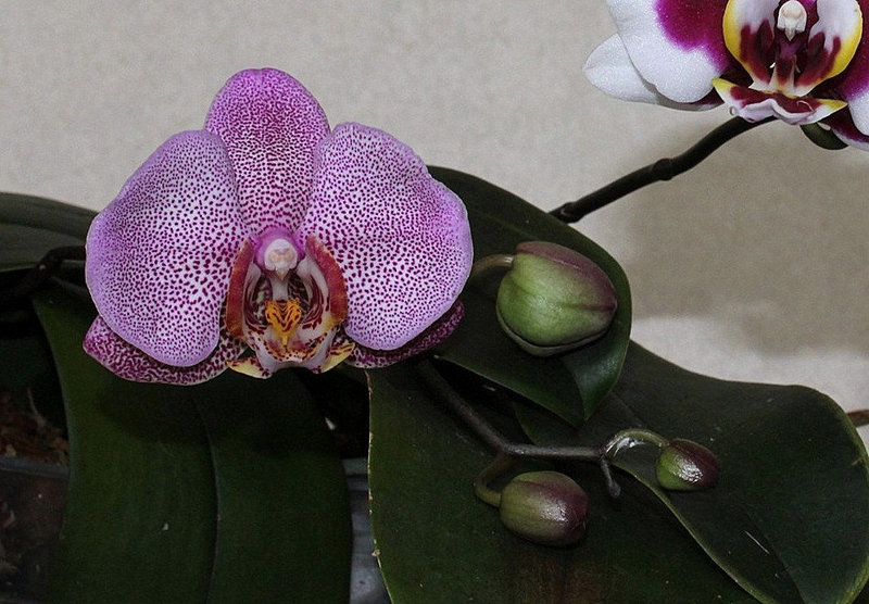 Phalaenopsis hybride