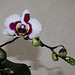 Phalaenopsis hybride ' Elegant Select'