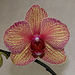 Phalaenopsis hybride ' Baldan 's Kaleidoscope'