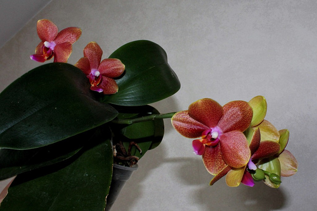 Phalaenopsis hybride ' Athene Parfume '