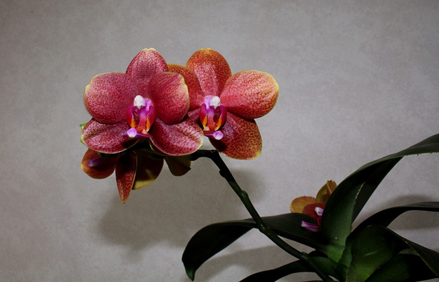 Phalaenopsis hybride ' Athene Parfume '