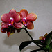 Phalaenopsis hybride ' Athene Parfume '