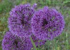 Allium DSC 0381