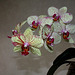 Phalaenopsis 'Rigoletto'