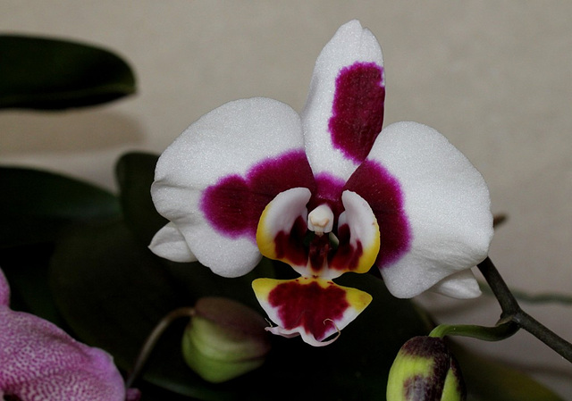 Phalaenopsis hybride ' Elegant Select'