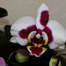 Phalaenopsis hybride ' Elegant Select'