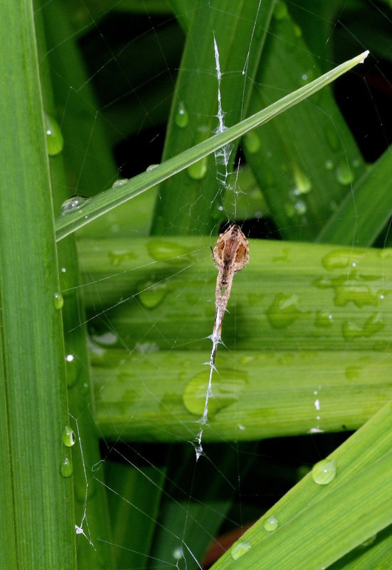 Uloborus