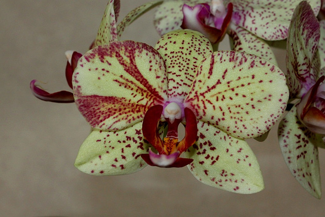 Phalaenopsis ' Rigoletto'