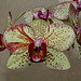 Phalaenopsis hybride' Rigoletto'